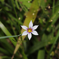 Fairy Star (Sisyrinchium rosulatum) Growing in a sunny meadow at the edge of a dense mixed forest. <br />
https://www.jungledragon.com/image/94385/annual_blue-eyed_grass_sisyrinchium_rosulatum.html Annual Blue-eyed Grass,Geotagged,Sisyrinchium rosulatum,Spring,United States