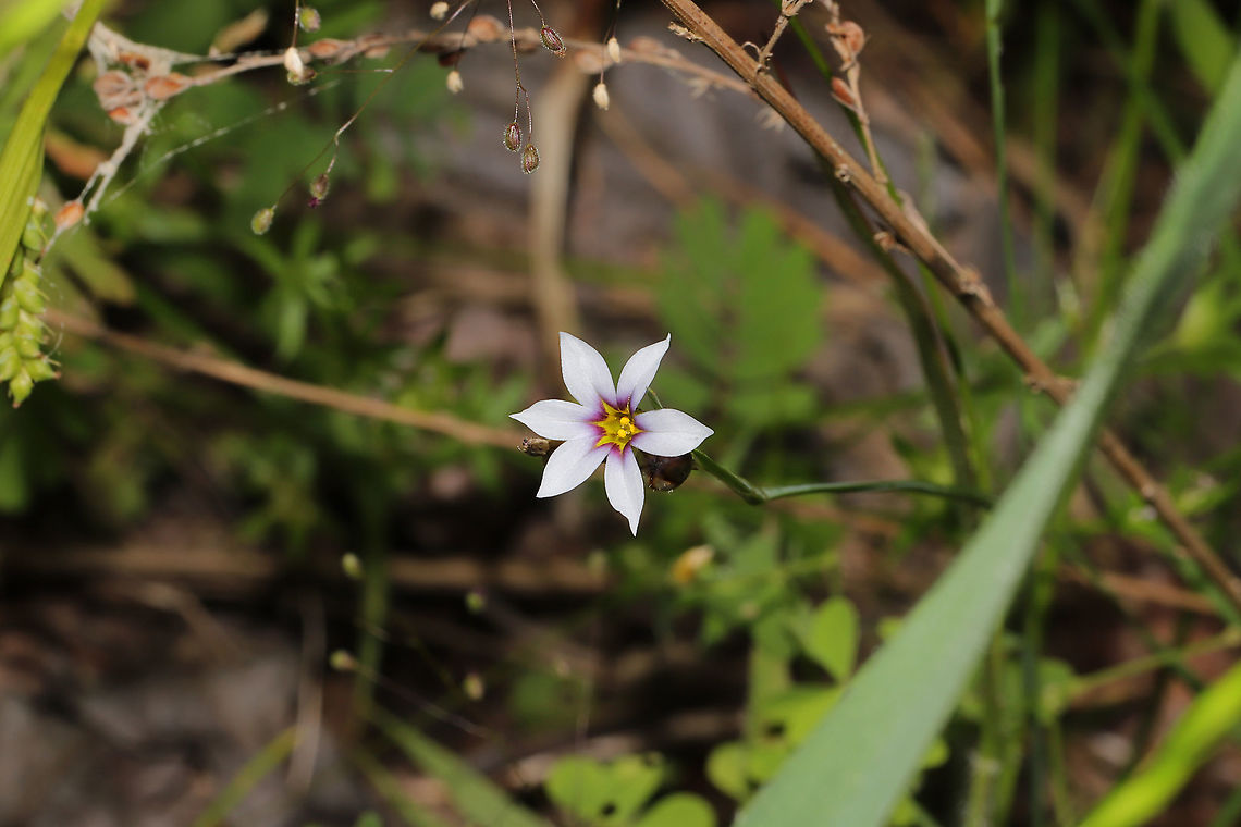 Fairy Star (Sisyrinchium rosulatum) Growing in a sunny meadow at the edge of a dense mixed forest. <br />
<figure class="photo"><a href="https://www.jungledragon.com/image/94384/fairy_star_sisyrinchium_rosulatum.html" title="Fairy Star (Sisyrinchium rosulatum)"><img src="https://s3.amazonaws.com/media.jungledragon.com/images/3231/94384_thumb.jpg?AWSAccessKeyId=05GMT0V3GWVNE7GGM1R2&Expires=1769040010&Signature=AehDDJxURHbpDkPT0fW58541f9A%3D" width="200" height="200" alt="Fairy Star (Sisyrinchium rosulatum) Growing in a sunny meadow at the edge of a dense mixed forest. <br />
https://www.jungledragon.com/image/94385/annual_blue-eyed_grass_sisyrinchium_rosulatum.html Annual Blue-eyed Grass,Geotagged,Sisyrinchium rosulatum,Spring,United States" /></a></figure> Annual Blue-eyed Grass,Geotagged,Sisyrinchium rosulatum,Spring,United States
