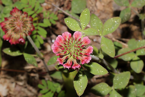 Buffalo Clover (Trifolium reflexum) My favorite clover. This patch was found growing alongside a forested trail near our land.

Trifolium reflexum is a rare native clover which is globally (G3G4) and locally (S3) vulnerable. Its numbers have plummeted in the past 200 years, possibly due to fire suppression. 
https://www.jungledragon.com/image/94291/buffalo_clover_trifolium_reflexum.html
https://www.jungledragon.com/image/94387/buffalo_clover_trifolium_reflexum.html Buffalo clover,Geotagged,Spring,Trifolium reflexum,United States