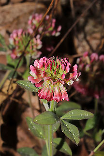 Buffalo Clover (Trifolium reflexum) My favorite clover. This patch was found growing alongside a forested trail near our land.

Trifolium reflexum is a rare native clover which is globally (G3G4) and locally (S3) vulnerable. Its numbers have plummeted in the past 200 years, possibly due to fire suppression.
https://www.jungledragon.com/image/94386/buffalo_clover_trifolium_reflexum.html
https://www.jungledragon.com/image/94291/buffalo_clover_trifolium_reflexum.html Buffalo clover,Geotagged,Spring,Trifolium reflexum,United States