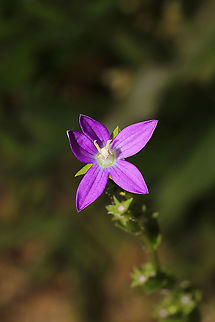 Venus' Looking-Glass (Triodanis biflora) Growing in a meadowy/sunny area at the edge of a dense mixed forest. Geotagged,Spring,Triodanis biflora,United States