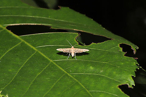 Watermilfoil Leafcutter Moth (Parapoynx allionealis) I only caught a quick glance of this, so the ID is tentative.
At the edge of a dense mixed forest, near a seasonal stream. Geotagged,Parapoynx allionealis,Spring,United States