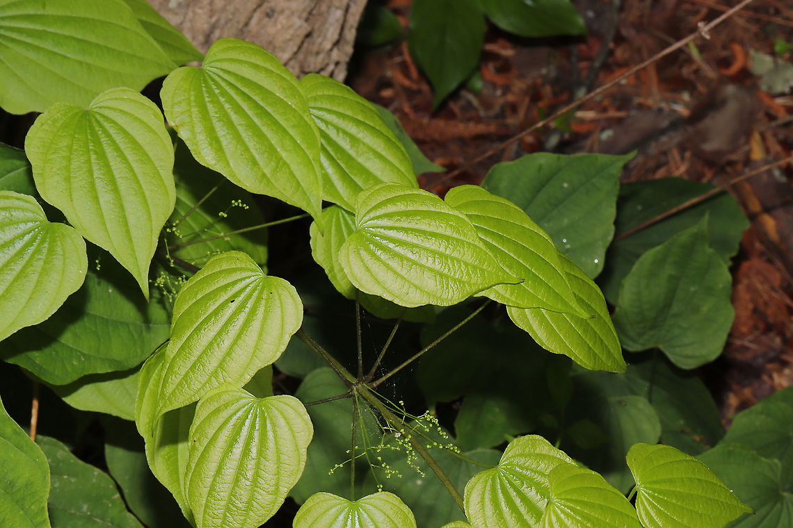 Devil's Bones (Dioscorea villosa) A vine growing at the edge of a dense mixed forest, near a seasonal stream. Dioscorea villosa,Geotagged,Spring,United States