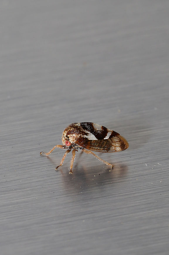 Cyrtolobus vau? At porchlights near the edge of a dense mixed forest.  Cyrtolobus vau,Geotagged,Spring,United States