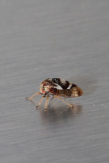Cyrtolobus vau? At porchlights near the edge of a dense mixed forest.  Cyrtolobus vau,Geotagged,Spring,United States