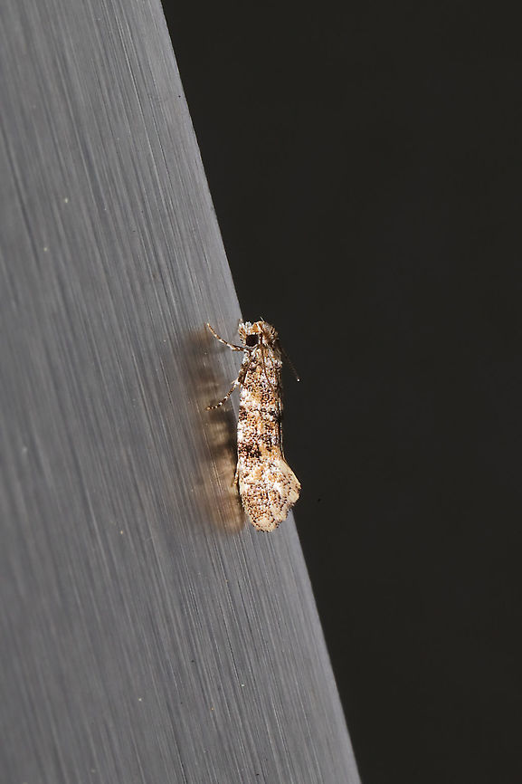 Clemens' Bark Moth (Xylesthia pruniramiella) At porchlights near the edge of a dense mixed forest.  Clemens bark moth,Geotagged,Spring,United States,Xylesthia pruniramiella