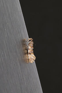 Clemens' Bark Moth (Xylesthia pruniramiella) At porchlights near the edge of a dense mixed forest.  Clemens bark moth,Geotagged,Spring,United States,Xylesthia pruniramiella