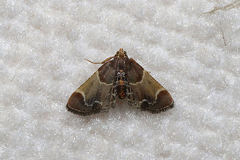 Meal Moth (Pyralis farinalis) Found in our bedroom, hanging out on our camper ceiling.  Geotagged,Meal moth,Pyralis farinalis,Spring,United States