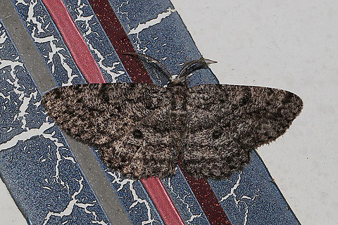 Umber Moth (Hypomecis umbrosaria) at porch lights near a dense mixed forest edge  Geotagged,Hypomecis umbrosaria,Spring,Umber Moth,United States
