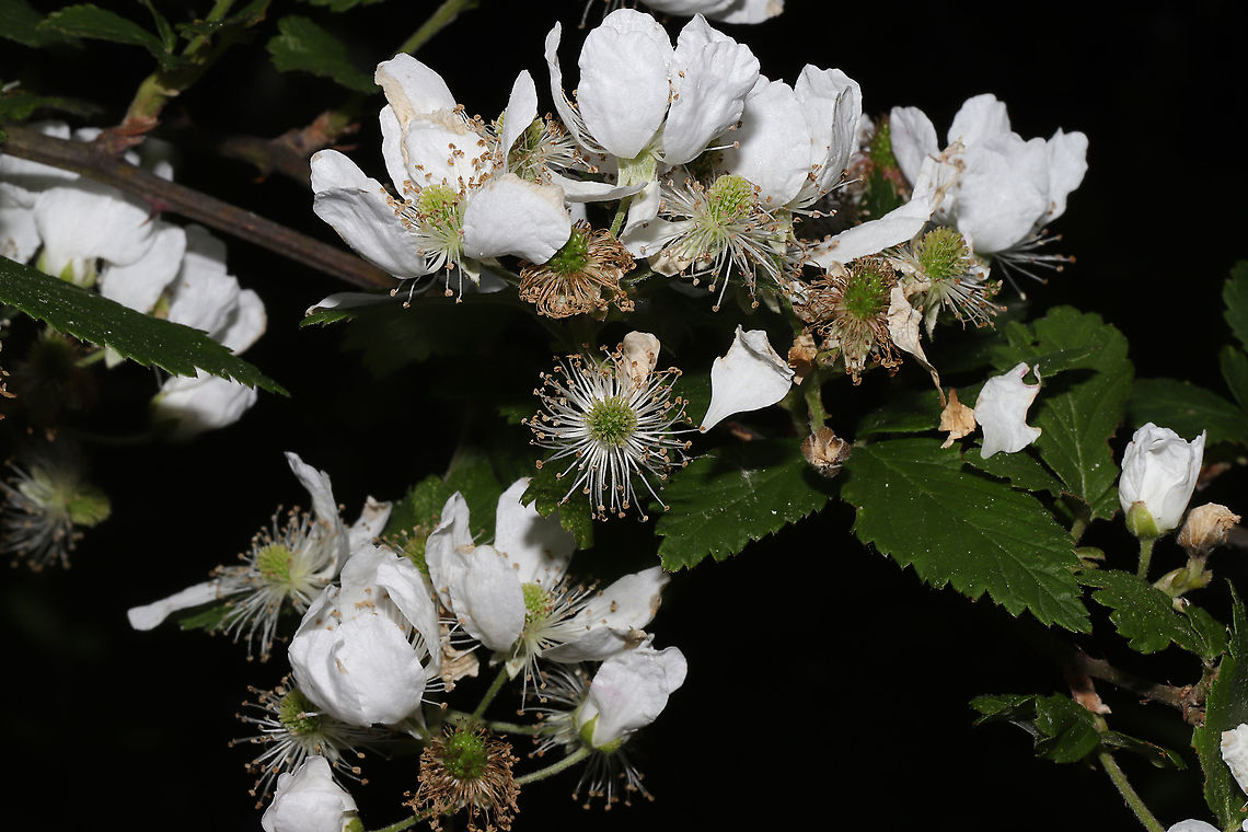 Blackberries (Rubus sp.) I&#039;m going back to look at some features before deciding on a species-level ID. I think these may be Rubus pensilvanicus. Geotagged,Spring,United States