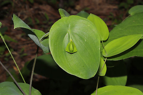 Perfoliate Bellwort (Uvularia perfoliata) Near a seasonal stream at the edge of a dense mixed (hickory-oak) forest.  Geotagged,Perfoliate bellwort,Spring,United States,Uvularia perfoliata