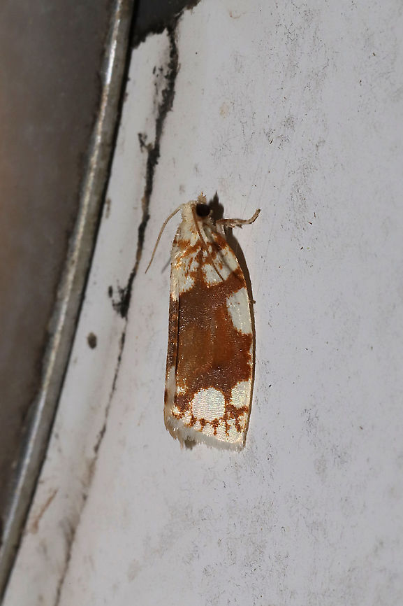 White-spotted Leafroller Moth (Argyrotaenia alisellana) At porch lights near a dense mixed (hickory-oak) forest.<br />
<figure class="photo"><a href="https://www.jungledragon.com/image/94472/white-spotted_leafroller_moth_argyrotaenia_alisellana.html" title="White-spotted Leafroller Moth (Argyrotaenia alisellana)"><img src="https://s3.amazonaws.com/media.jungledragon.com/images/3231/94472_thumb.jpg?AWSAccessKeyId=05GMT0V3GWVNE7GGM1R2&Expires=1759968010&Signature=XHgmp88MezPJQc7a19ppzq1M%2BWE%3D" width="200" height="134" alt="White-spotted Leafroller Moth (Argyrotaenia alisellana) At porch lights near a dense mixed (hickory-oak) forest. <br />
https://www.jungledragon.com/image/94471/white-spotted_leafroller_moth_argyrotaenia_alisellana.html Argyrotaenia alisellana,Geotagged,Spring,United States" /></a></figure> Argyrotaenia alisellana,Geotagged,Spring,United States