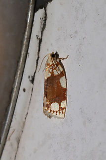 White-spotted Leafroller Moth (Argyrotaenia alisellana) At porch lights near a dense mixed (hickory-oak) forest.
https://www.jungledragon.com/image/94472/white-spotted_leafroller_moth_argyrotaenia_alisellana.html Argyrotaenia alisellana,Geotagged,Spring,United States