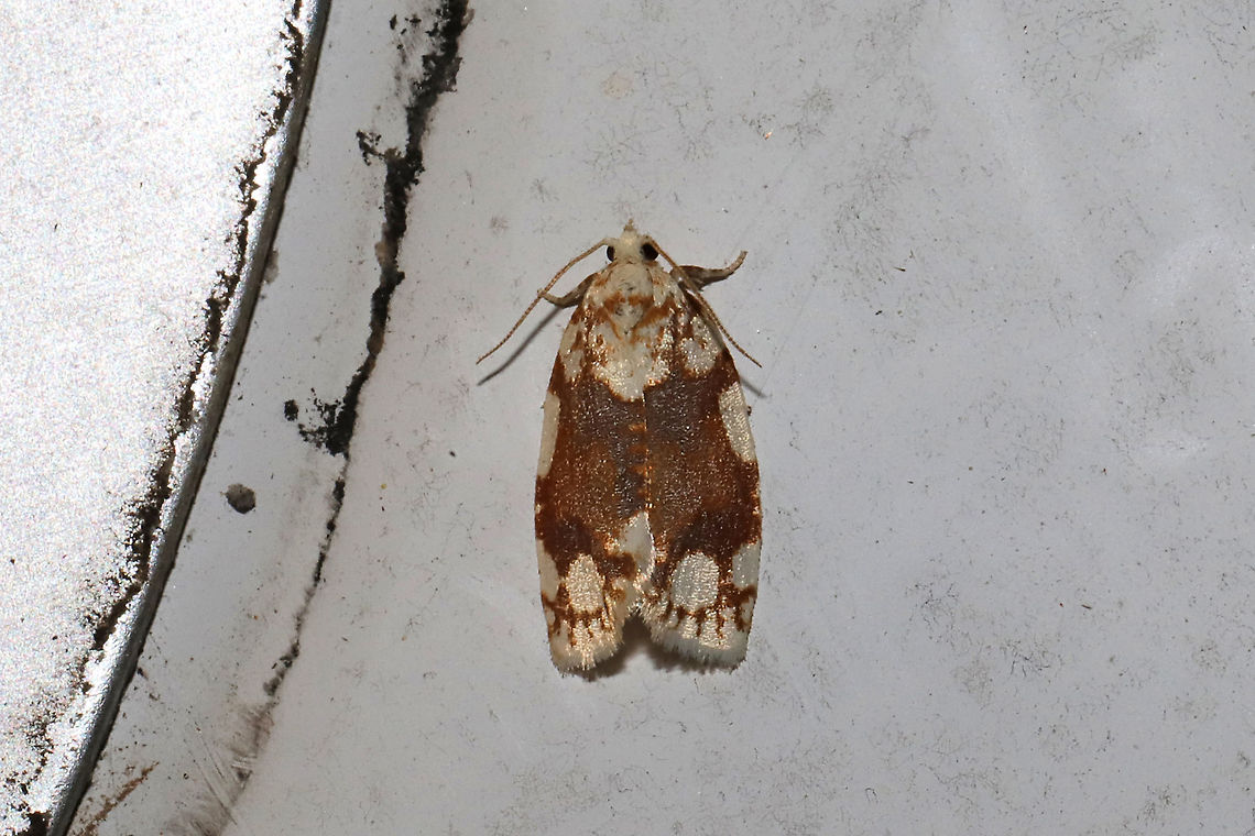 White-spotted Leafroller Moth (Argyrotaenia alisellana) At porch lights near a dense mixed (hickory-oak) forest. <br />
<figure class="photo"><a href="https://www.jungledragon.com/image/94471/white-spotted_leafroller_moth_argyrotaenia_alisellana.html" title="White-spotted Leafroller Moth (Argyrotaenia alisellana)"><img src="https://s3.amazonaws.com/media.jungledragon.com/images/3231/94471_thumb.jpg?AWSAccessKeyId=05GMT0V3GWVNE7GGM1R2&Expires=1759968010&Signature=MYAiFiMI3p8KRFY3%2FlqSfr3omng%3D" width="102" height="152" alt="White-spotted Leafroller Moth (Argyrotaenia alisellana) At porch lights near a dense mixed (hickory-oak) forest.<br />
https://www.jungledragon.com/image/94472/white-spotted_leafroller_moth_argyrotaenia_alisellana.html Argyrotaenia alisellana,Geotagged,Spring,United States" /></a></figure> Argyrotaenia alisellana,Geotagged,Spring,United States