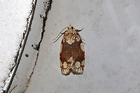 White-spotted Leafroller Moth (Argyrotaenia alisellana) At porch lights near a dense mixed (hickory-oak) forest. <br />
https://www.jungledragon.com/image/94471/white-spotted_leafroller_moth_argyrotaenia_alisellana.html Argyrotaenia alisellana,Geotagged,Spring,United States