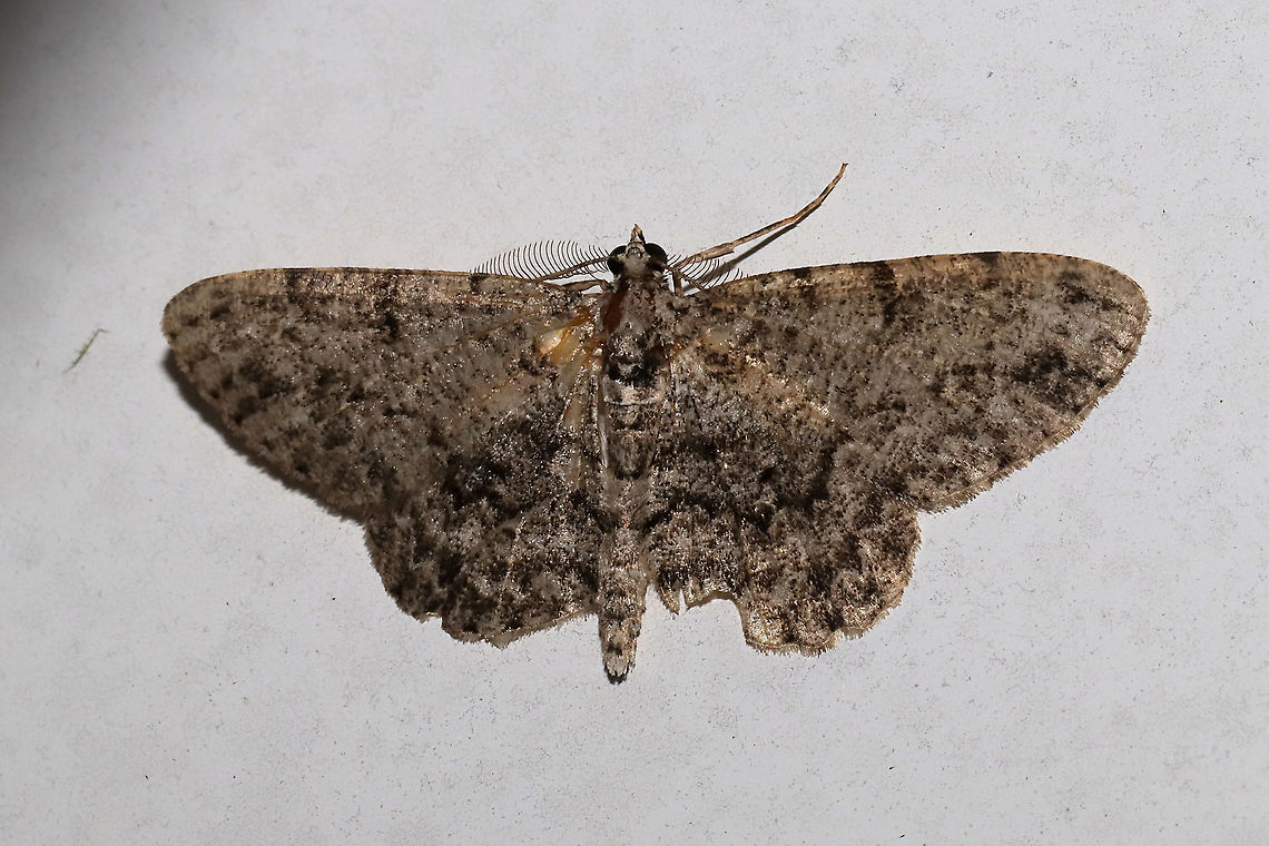 Porcelain Gray (Protoboarmia porcelaria)  At porch lights near a dense mixed (hickory-oak) forest. Geotagged,Porcelain Gray,Protoboarmia porcelaria,Spring,United States