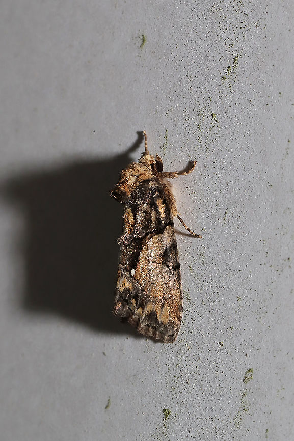 Cloaked Marvel (Chytonix palliatricula)  At porch lights near a dense mixed (hickory-oak) forest. Chytonix palliatricula,Cloaked Marvel Moth,Geotagged,Spring,United States
