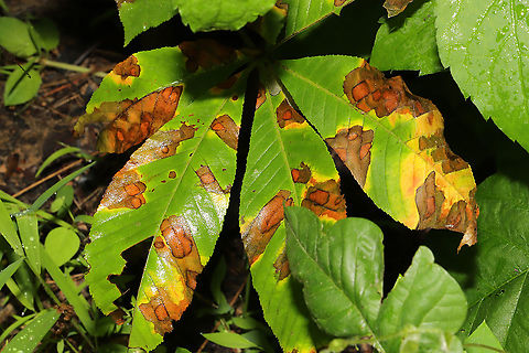 Aesculus Leaf Blotch (Guignardia aesculi) Leaf blotch on a young buckeye tree.  Aesculus Leaf Blotch,Geotagged,Guignardia aesculi,Spring,United States