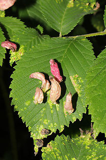 Elm Sack Gall Aphid (Tetraneura ulmi) Growing on elm tree leaves (Ulmus sp.) along a forested trail (near a wetland)  Geotagged,Spring,Tetraneura ulmi,United States