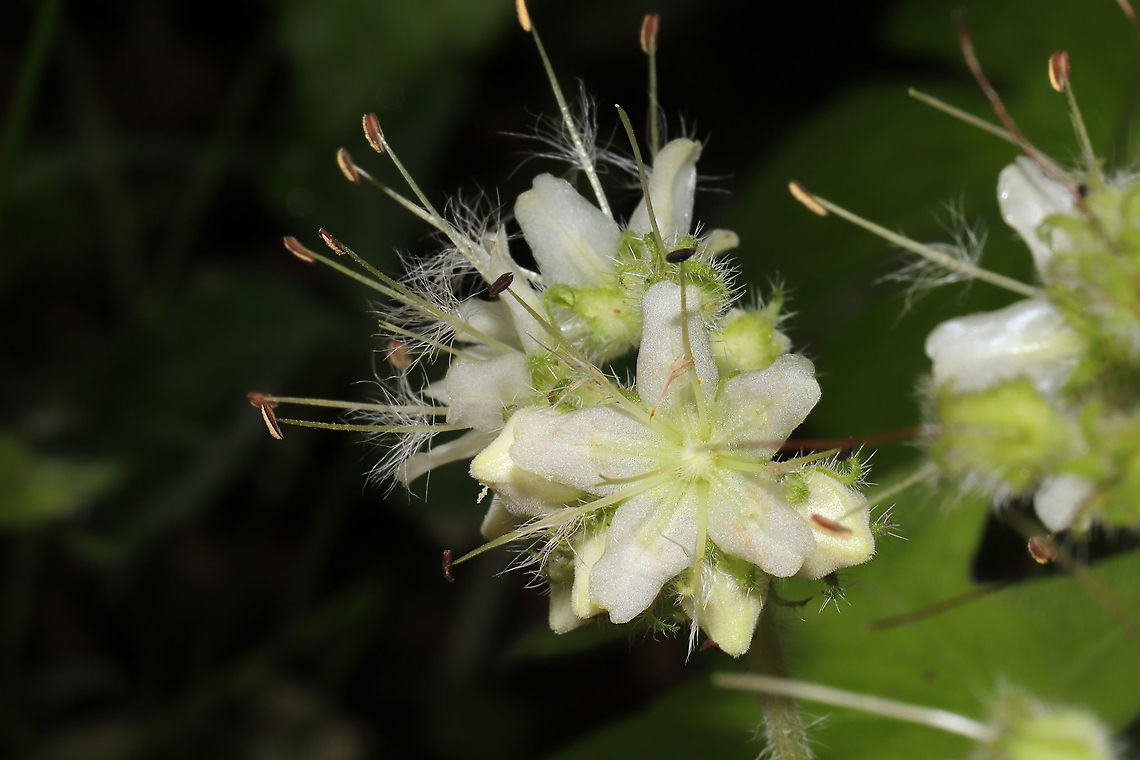 Hairy Waterleaf (Hydrophyllum macrophyllum) On a forested trail near a wetland.<br />
<figure class="photo"><a href="https://www.jungledragon.com/image/94494/hairy_waterleaf_hydrophyllum_macrophyllum.html" title="Hairy Waterleaf (Hydrophyllum macrophyllum)"><img src="https://s3.amazonaws.com/media.jungledragon.com/images/3231/94494_thumb.jpg?AWSAccessKeyId=05GMT0V3GWVNE7GGM1R2&Expires=1759968010&Signature=UOCl5vKWbPgP7T8c7R9xqEMFqf8%3D" width="200" height="134" alt="Hairy Waterleaf (Hydrophyllum macrophyllum) On a forested trail near a wetland. <br />
https://www.jungledragon.com/image/94493/hairy_waterleaf_hydrophyllum_macrophyllum.html Geotagged,Hydrophyllum macrophyllum,Spring,United States" /></a></figure> Geotagged,Hydrophyllum macrophyllum,Spring,United States