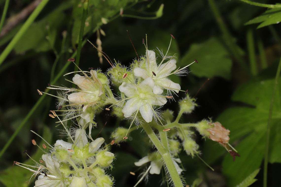 Hairy Waterleaf (Hydrophyllum macrophyllum) On a forested trail near a wetland. <br />
<figure class="photo"><a href="https://www.jungledragon.com/image/94493/hairy_waterleaf_hydrophyllum_macrophyllum.html" title="Hairy Waterleaf (Hydrophyllum macrophyllum)"><img src="https://s3.amazonaws.com/media.jungledragon.com/images/3231/94493_thumb.jpg?AWSAccessKeyId=05GMT0V3GWVNE7GGM1R2&Expires=1770854410&Signature=1YwA1Gjxln%2FCcwrHzULEJ28%2BtFA%3D" width="200" height="134" alt="Hairy Waterleaf (Hydrophyllum macrophyllum) On a forested trail near a wetland.<br />
https://www.jungledragon.com/image/94494/hairy_waterleaf_hydrophyllum_macrophyllum.html Geotagged,Hydrophyllum macrophyllum,Spring,United States" /></a></figure> Geotagged,Hydrophyllum macrophyllum,Spring,United States