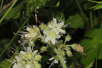 Hairy Waterleaf (Hydrophyllum macrophyllum) On a forested trail near a wetland. <br />
https://www.jungledragon.com/image/94493/hairy_waterleaf_hydrophyllum_macrophyllum.html Geotagged,Hydrophyllum macrophyllum,Spring,United States