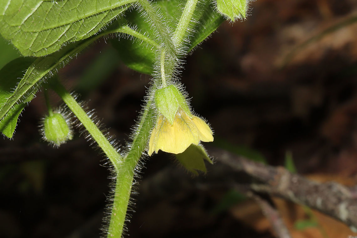 Clammy Groundcherry (Physalis heterophylla) Growing along our chert driveway at the edge of a dense mixed (oak-hickory) forest. <br />
<figure class="photo"><a href="https://www.jungledragon.com/image/94603/clammy_groundcherry_physalis_heterophylla.html" title="Clammy Groundcherry (Physalis heterophylla)"><img src="https://s3.amazonaws.com/media.jungledragon.com/images/3231/94603_thumb.jpg?AWSAccessKeyId=05GMT0V3GWVNE7GGM1R2&Expires=1767225610&Signature=k9XZNGKgYWoaOM4%2FeKpqkTDz%2Bcg%3D" width="200" height="134" alt="Clammy Groundcherry (Physalis heterophylla) Growing along our chert driveway at the edge of a dense mixed (oak-hickory) forest. <br />
https://www.jungledragon.com/image/94602/clammy_groundcherry_physalis_heterophylla.html Clammy groundcherry,Geotagged,Physalis heterophylla,Spring,United States" /></a></figure> Clammy groundcherry,Geotagged,Physalis heterophylla,Spring,United States