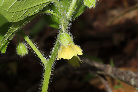 Clammy Groundcherry (Physalis heterophylla) Growing along our chert driveway at the edge of a dense mixed (oak-hickory) forest. 
https://www.jungledragon.com/image/94603/clammy_groundcherry_physalis_heterophylla.html Clammy groundcherry,Geotagged,Physalis heterophylla,Spring,United States