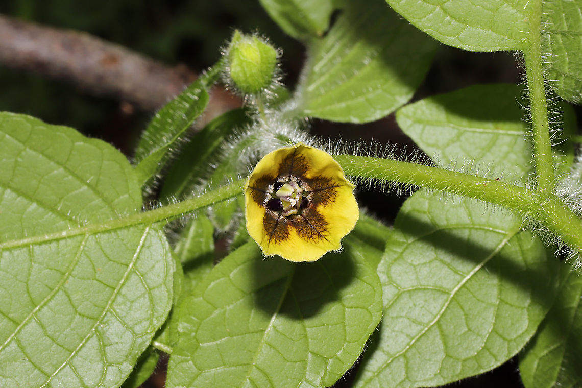 Clammy Groundcherry (Physalis heterophylla) Growing along our chert driveway at the edge of a dense mixed (oak-hickory) forest. <br />
<figure class="photo"><a href="https://www.jungledragon.com/image/94602/clammy_groundcherry_physalis_heterophylla.html" title="Clammy Groundcherry (Physalis heterophylla)"><img src="https://s3.amazonaws.com/media.jungledragon.com/images/3231/94602_thumb.jpg?AWSAccessKeyId=05GMT0V3GWVNE7GGM1R2&Expires=1759968010&Signature=h%2FjQGWDjG%2BYEuHId5c0F8LOOBw4%3D" width="200" height="134" alt="Clammy Groundcherry (Physalis heterophylla) Growing along our chert driveway at the edge of a dense mixed (oak-hickory) forest. <br />
https://www.jungledragon.com/image/94603/clammy_groundcherry_physalis_heterophylla.html Clammy groundcherry,Geotagged,Physalis heterophylla,Spring,United States" /></a></figure> Clammy groundcherry,Geotagged,Physalis heterophylla,Spring,United States