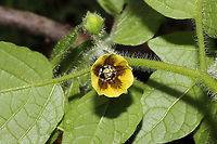 Clammy Groundcherry (Physalis heterophylla) Growing along our chert driveway at the edge of a dense mixed (oak-hickory) forest. <br />
https://www.jungledragon.com/image/94602/clammy_groundcherry_physalis_heterophylla.html Clammy groundcherry,Geotagged,Physalis heterophylla,Spring,United States