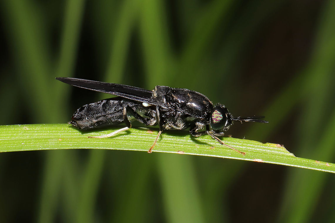 Black Soldier Fly (Hermetia illucens) Resting on Carex sp. at the edge of a dense mixed forest. Likely hanging around as we have our compost bin nearby. Geotagged,Hermetia illucens,Spring,United States