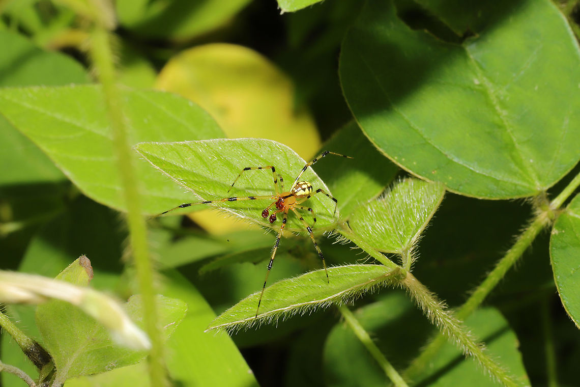 Eastern Long-legged Cobweaver (Theridion frondeum) At the edge of a dense mixed forest. <br />
<figure class="photo"><a href="https://www.jungledragon.com/image/94606/eastern_long-legged_cobweaver_theridion_frondeum.html" title="Eastern Long-legged Cobweaver (Theridion frondeum)"><img src="https://s3.amazonaws.com/media.jungledragon.com/images/3231/94606_thumb.jpg?AWSAccessKeyId=05GMT0V3GWVNE7GGM1R2&Expires=1770854410&Signature=vvUIO09JCGTZkRDHdII0PbjSMDM%3D" width="200" height="134" alt="Eastern Long-legged Cobweaver (Theridion frondeum) At the edge of a dense mixed forest. <br />
https://www.jungledragon.com/image/94605/eastern_long-legged_cobweaver_theridion_frondeum.html Geotagged,Spring,Theridion frondeum,United States" /></a></figure> Geotagged,Spring,Theridion frondeum,United States
