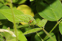 Eastern Long-legged Cobweaver (Theridion frondeum) At the edge of a dense mixed forest. <br />
https://www.jungledragon.com/image/94606/eastern_long-legged_cobweaver_theridion_frondeum.html Geotagged,Spring,Theridion frondeum,United States
