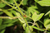 Eastern Long-legged Cobweaver (Theridion frondeum) At the edge of a dense mixed forest. <br />
https://www.jungledragon.com/image/94605/eastern_long-legged_cobweaver_theridion_frondeum.html Geotagged,Spring,Theridion frondeum,United States