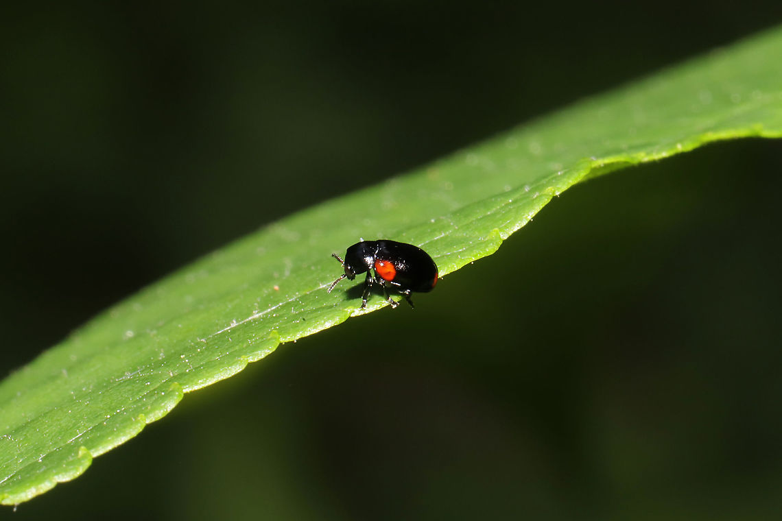 Eastern Babia (Babia quadriguttata) This tiny beetle was found on foliage at the edge of a dense mixed forest.  Babia quadriguttata,Geotagged,Spring,United States