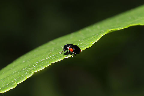 Eastern Babia (Babia quadriguttata) This tiny beetle was found on foliage at the edge of a dense mixed forest.  Babia quadriguttata,Geotagged,Spring,United States