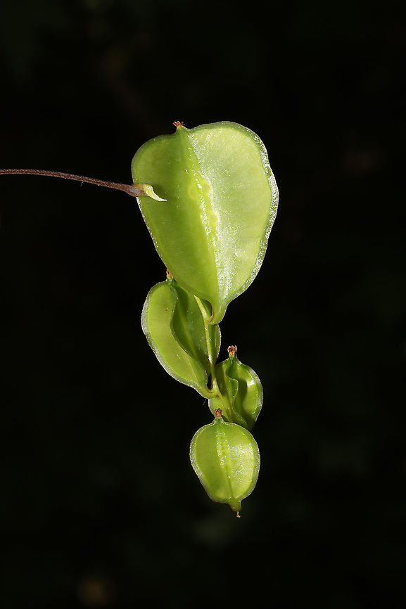Devil's Bones (Dioscorea villosa) - Capsules Vine at the edge of a dense mixed forest, near a seasonal stream<br />
<figure class="photo"><a href="https://www.jungledragon.com/image/94609/devils_bones_dioscorea_villosa_-_capsules.html" title="Devil&#039;s Bones (Dioscorea villosa) - Capsules"><img src="https://s3.amazonaws.com/media.jungledragon.com/images/3231/94609_thumb.jpg?AWSAccessKeyId=05GMT0V3GWVNE7GGM1R2&Expires=1763596810&Signature=qoZ%2FiTr9lHeGdBvMBxt0o9zX6JA%3D" width="102" height="152" alt="Devil&#039;s Bones (Dioscorea villosa) - Capsules Vine at the edge of a dense mixed forest, near a seasonal stream <br />
https://www.jungledragon.com/image/94608/devils_bones_dioscorea_villosa.html Devil&#039;s Bones,Dioscorea villosa,Geotagged,Spring,United States" /></a></figure> Devil's Bones,Dioscorea villosa,Geotagged,Spring,United States