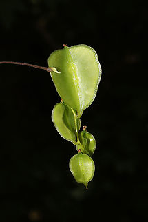 Devil's Bones (Dioscorea villosa) - Capsules Vine at the edge of a dense mixed forest, near a seasonal stream
https://www.jungledragon.com/image/94609/devils_bones_dioscorea_villosa.html Devil's Bones,Dioscorea villosa,Geotagged,Spring,United States