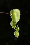 Devil's Bones (Dioscorea villosa) - Capsules Vine at the edge of a dense mixed forest, near a seasonal stream<br />
https://www.jungledragon.com/image/94609/devils_bones_dioscorea_villosa.html Devil's Bones,Dioscorea villosa,Geotagged,Spring,United States