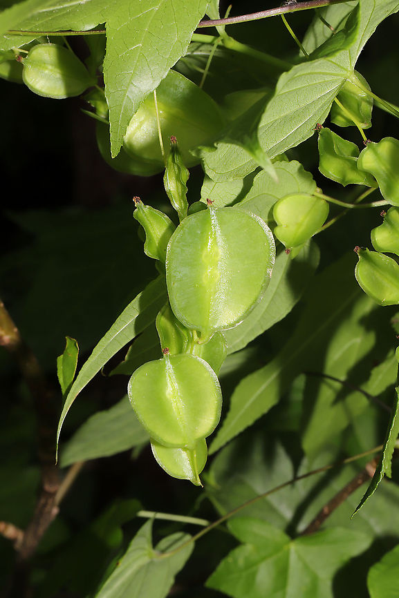 Devil's Bones (Dioscorea villosa) - Capsules Vine at the edge of a dense mixed forest, near a seasonal stream <br />
<figure class="photo"><a href="https://www.jungledragon.com/image/94608/devils_bones_dioscorea_villosa_-_capsules.html" title="Devil&#039;s Bones (Dioscorea villosa) - Capsules"><img src="https://s3.amazonaws.com/media.jungledragon.com/images/3231/94608_thumb.jpg?AWSAccessKeyId=05GMT0V3GWVNE7GGM1R2&Expires=1763596810&Signature=WExVaez9kqlZN5QF0Qpr6nv%2B610%3D" width="102" height="152" alt="Devil&#039;s Bones (Dioscorea villosa) - Capsules Vine at the edge of a dense mixed forest, near a seasonal stream<br />
https://www.jungledragon.com/image/94609/devils_bones_dioscorea_villosa.html Devil&#039;s Bones,Dioscorea villosa,Geotagged,Spring,United States" /></a></figure> Devil's Bones,Dioscorea villosa,Geotagged,Spring,United States