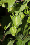 Devil's Bones (Dioscorea villosa) - Capsules Vine at the edge of a dense mixed forest, near a seasonal stream <br />
https://www.jungledragon.com/image/94608/devils_bones_dioscorea_villosa.html Devil's Bones,Dioscorea villosa,Geotagged,Spring,United States