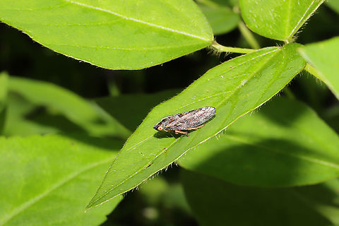 Aphrophora sp. Working on this ID.
At a dense mixed forest edge, with Desmodium sp. and Jewelweed (Impatiens capensis).
https://www.jungledragon.com/image/94611/unknown_spittlebug_superfamily_cercopoidea.html Geotagged,Spring,United States