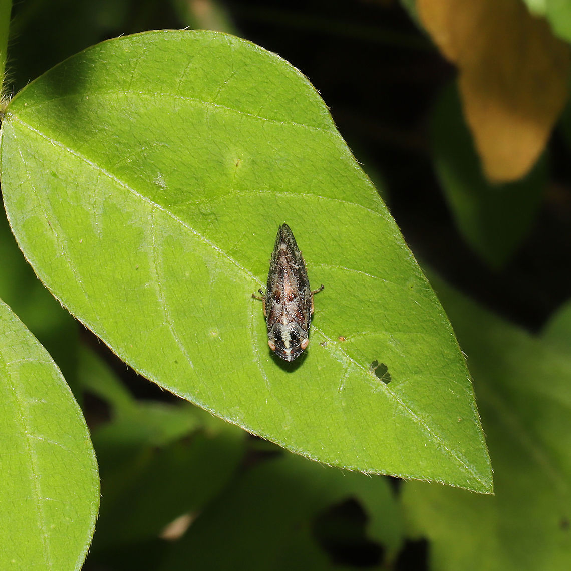 Aphrophora sp. Working on this ID.<br />
At a dense mixed forest edge, with Desmodium sp. and Jewelweed (Impatiens capensis).<br />
<figure class="photo"><a href="https://www.jungledragon.com/image/94610/aphrophora_sp.html" title="Aphrophora sp."><img src="https://s3.amazonaws.com/media.jungledragon.com/images/3231/94610_thumb.jpg?AWSAccessKeyId=05GMT0V3GWVNE7GGM1R2&Expires=1759968010&Signature=T3Ny1aqo%2Fkw9iZW%2BmHqXLfUMhpI%3D" width="200" height="134" alt="Aphrophora sp. Working on this ID.<br />
At a dense mixed forest edge, with Desmodium sp. and Jewelweed (Impatiens capensis).<br />
https://www.jungledragon.com/image/94611/unknown_spittlebug_superfamily_cercopoidea.html Geotagged,Spring,United States" /></a></figure>  Geotagged,Spring,United States
