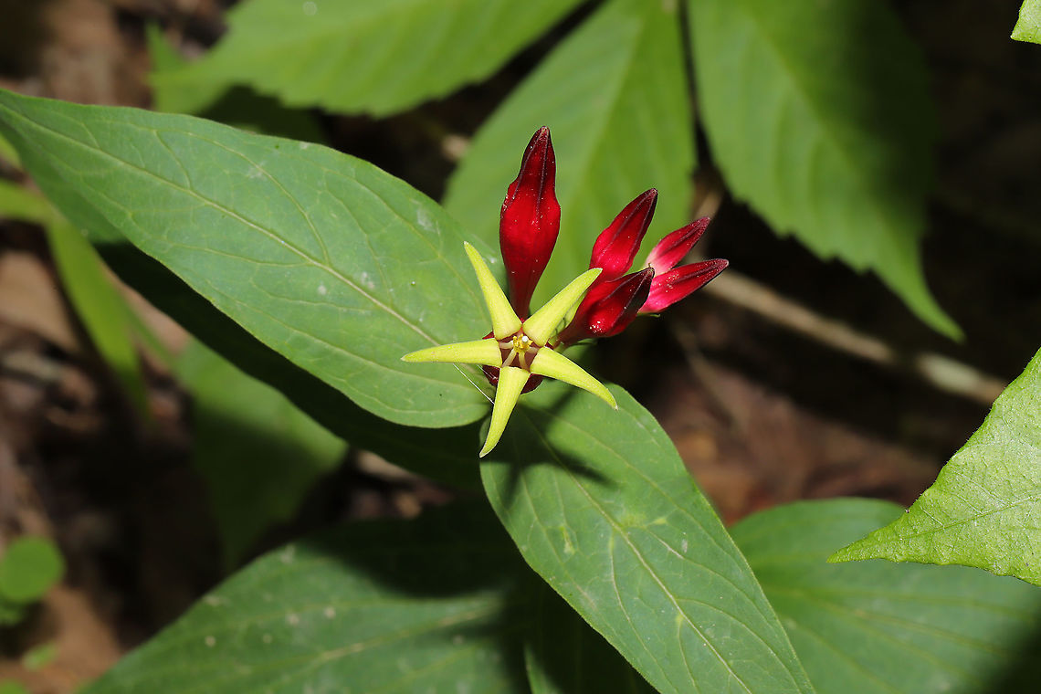 Woodland Pinkroot (Spigelia marilandica) At a dense mixed (hickory-oak) forest edge. <br />
<figure class="photo"><a href="https://www.jungledragon.com/image/94614/woodland_pinkroot_spigelia_marilandica.html" title="Woodland Pinkroot (Spigelia marilandica)"><img src="https://s3.amazonaws.com/media.jungledragon.com/images/3231/94614_thumb.jpg?AWSAccessKeyId=05GMT0V3GWVNE7GGM1R2&Expires=1767225610&Signature=XWbMhM27NenGorKNIgcI7sj08gc%3D" width="200" height="200" alt="Woodland Pinkroot (Spigelia marilandica) At a dense mixed (hickory-oak) forest edge. <br />
https://www.jungledragon.com/image/94613/woodland_pinkroot_spigelia_marilandica.html Geotagged,Spigelia marilandica,Spring,United States,Woodland pinkroot" /></a></figure> Geotagged,Spigelia marilandica,Spring,United States,Woodland pinkroot