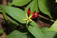 Woodland Pinkroot (Spigelia marilandica) At a dense mixed (hickory-oak) forest edge. <br />
https://www.jungledragon.com/image/94614/woodland_pinkroot_spigelia_marilandica.html Geotagged,Spigelia marilandica,Spring,United States,Woodland pinkroot