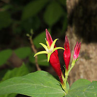Woodland Pinkroot (Spigelia marilandica) At a dense mixed (hickory-oak) forest edge. <br />
https://www.jungledragon.com/image/94613/woodland_pinkroot_spigelia_marilandica.html Geotagged,Spigelia marilandica,Spring,United States,Woodland pinkroot