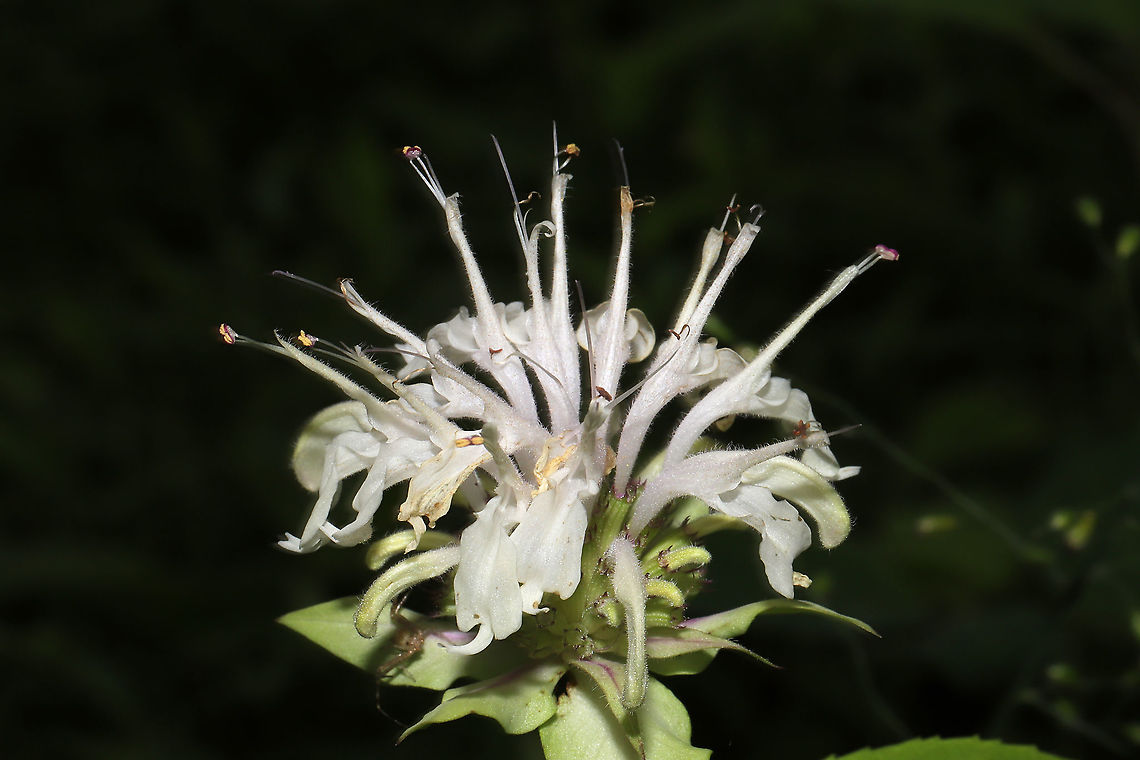 Southern Appalachian Beebalm (Monarda austroappalachiana) Growing at a dense mixed forest edge. <br />
More information about this recently described species can be found here:<br />
<a href="https://pdfs.semanticscholar.org/f08f/312502c315656592c1fb9df04e517b90f491.pdf" rel="nofollow">https://pdfs.semanticscholar.org/f08f/312502c315656592c1fb9df04e517b90f491.pdf</a> Geotagged,Monarda austroappalachiana,Monarda clinopodia,Spring,United States