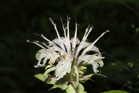 Southern Appalachian Beebalm (Monarda austroappalachiana) Growing at a dense mixed forest edge. 
More information about this recently described species can be found here:
https://pdfs.semanticscholar.org/f08f/312502c315656592c1fb9df04e517b90f491.pdf Geotagged,Monarda austroappalachiana,Monarda clinopodia,Spring,United States