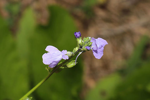 Texas Toadflax