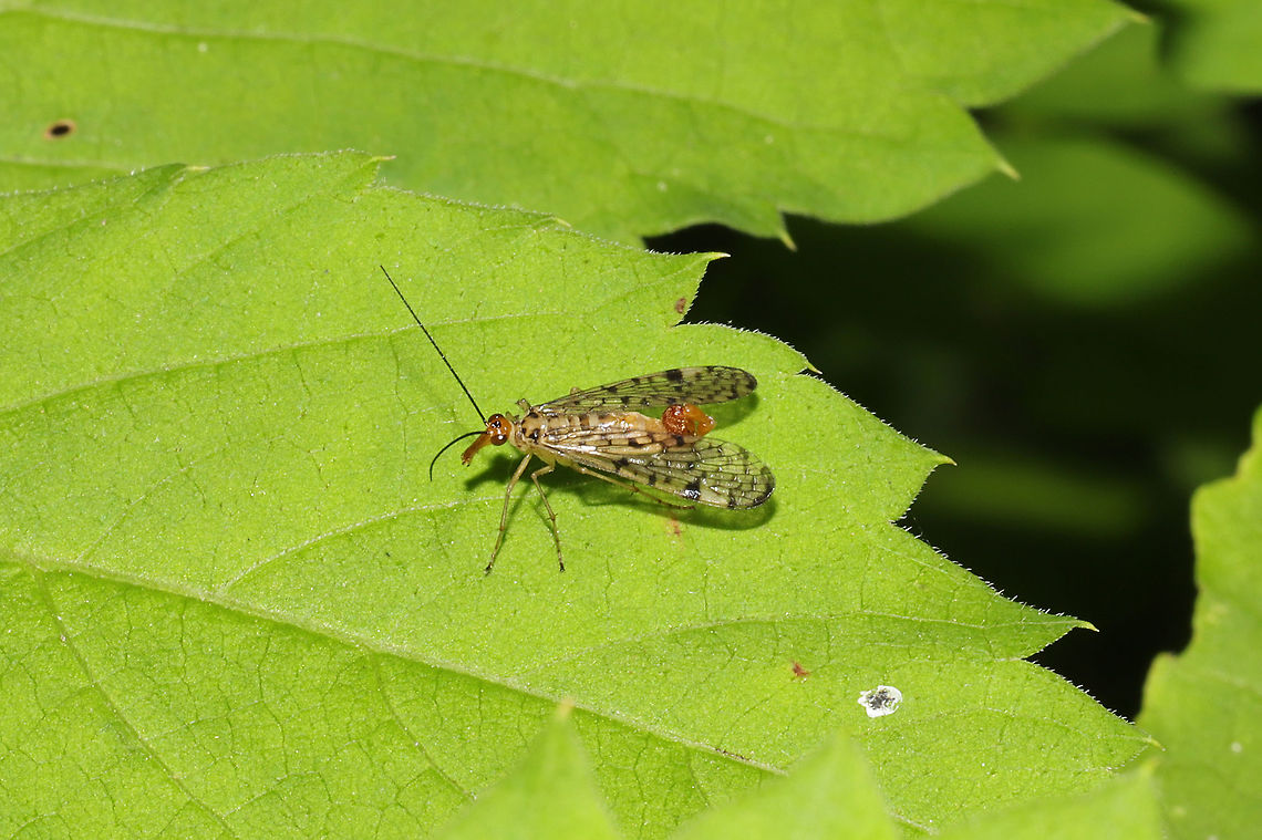 Scorpionfly (Panorpa sp.) At the edge of a dense mixed forest.  Geotagged,Spring,United States